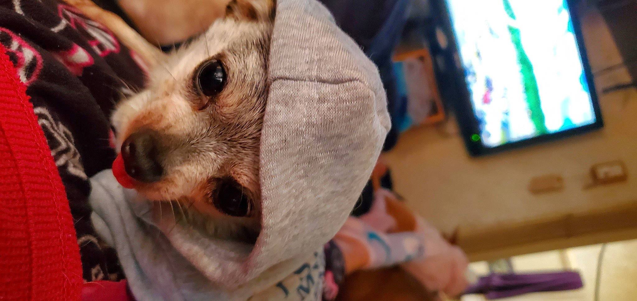 Sebastian joined the competition — help win amazing prizes! canidae, carnivore, chihuahua, companion_dog, corgi_chihuahua, dog, dog_breed, dog_clothes, dog_supply, eyewear, fawn, fictional_character, fun, fur, mask, sporting_group, sunglasses, toy, toy_dog, whiskers