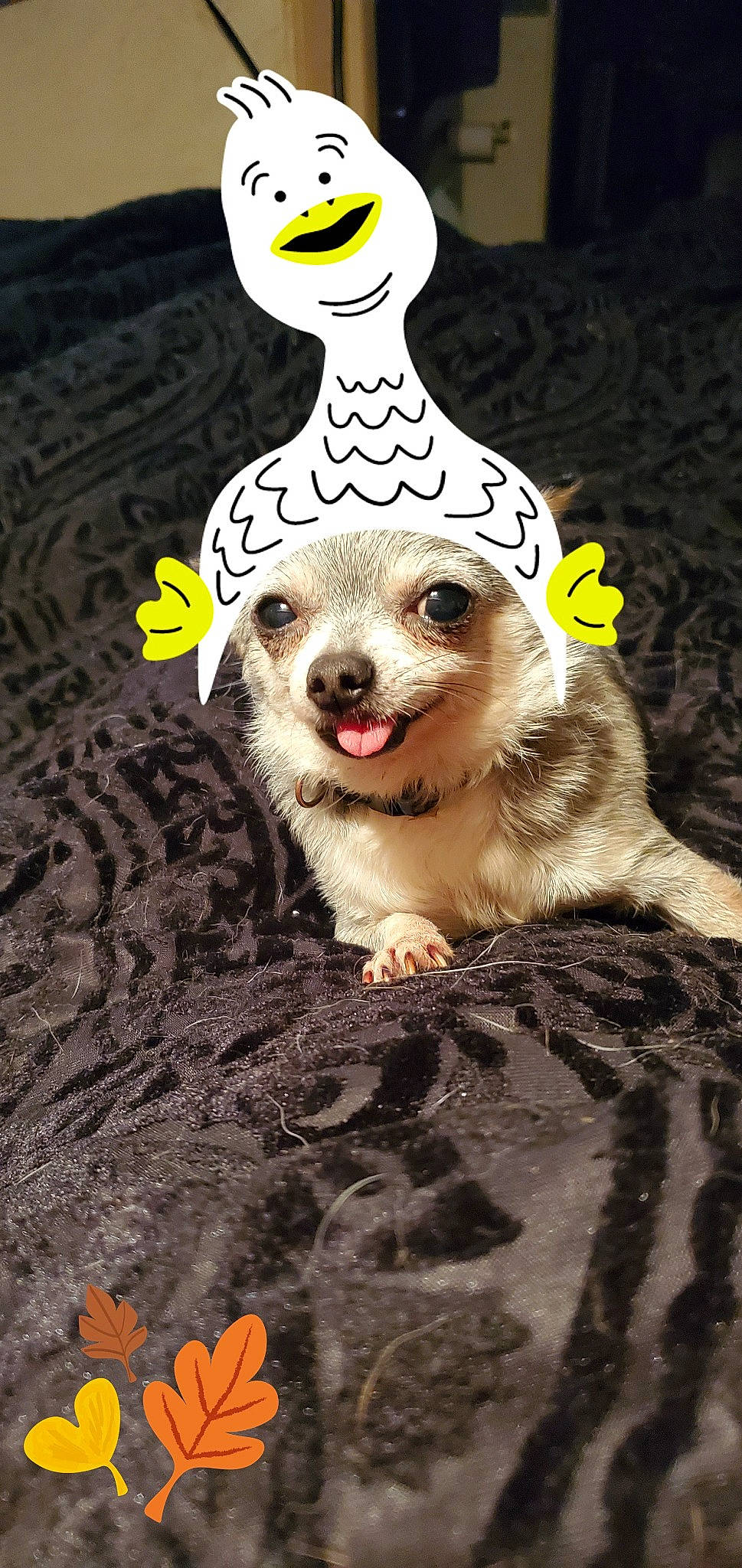 Sebastian is registered to the contest to win money with this photo: _geese_and_swans, canidae, carnivore, ceramic, companion_dog, dog_breed, ducks, flash_photography, font, fur, paw, photo_caption, porcelain, serveware, soil, still_life_photography, tail, toy, waterfowl, whiskers