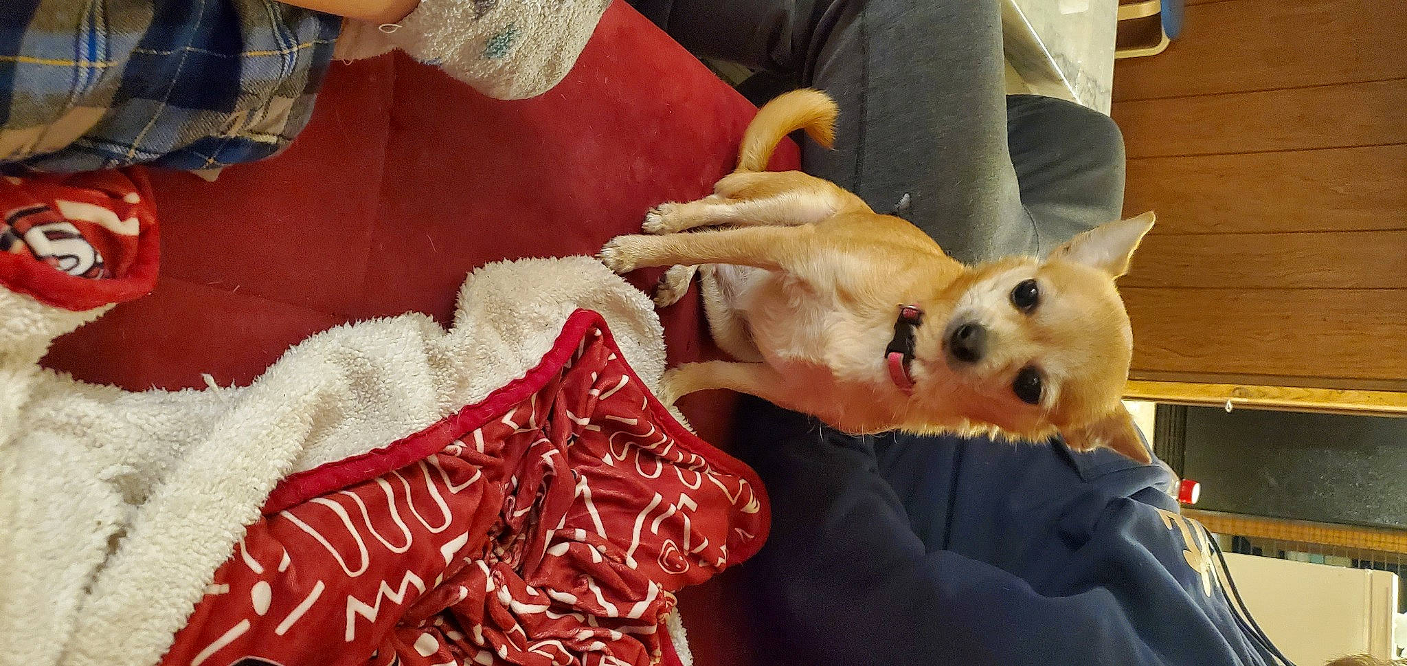 Bella joined the competition — help win amazing prizes! canidae, carmine, carnivore, comfort, companion_dog, couch, dog, dog_breed, dog_supply, event, fawn, fur, lap, linens, non_sporting_group, pattern, pomeranian, room, sporting_group, toy_dog