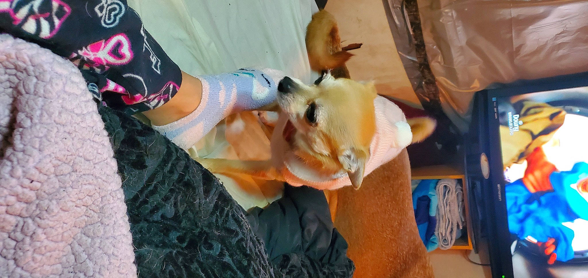 Bella is registered to the contest to win money with this photo: canidae, carmine, carnivore, companion_dog, fawn, felidae, finger, fur, human_leg, knee, nail, pattern, plastic_bag, small_to_medium_sized_cats, sporting_group, textile, thigh, tree, visual_arts