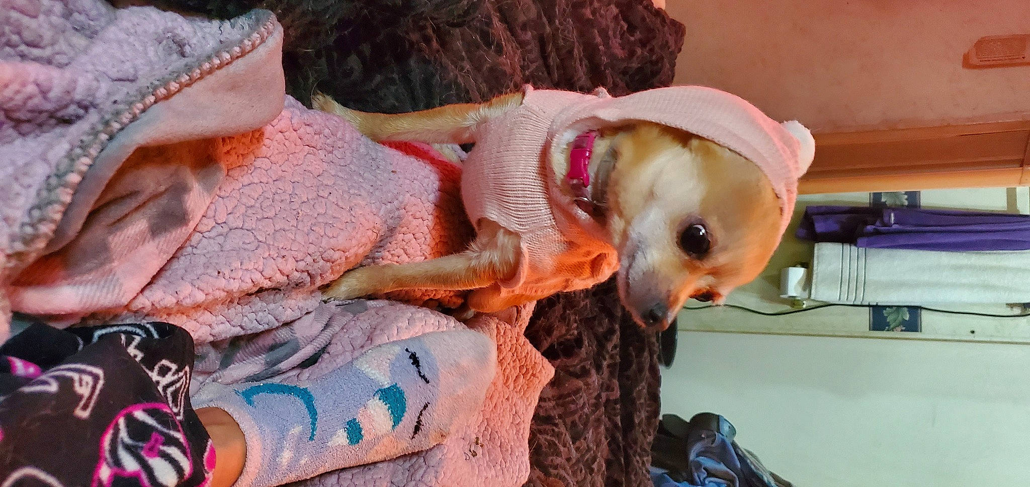 Bella is registered to the contest to win money with this photo: companion_dog, costume, dog_breed, dog_clothes, eyelash, eyewear, fashion_accessory, fashion_design, fawn, fun, fur, hat, jewellery, necklace, pattern, snout, sun_hat, sunglasses, thread, wool