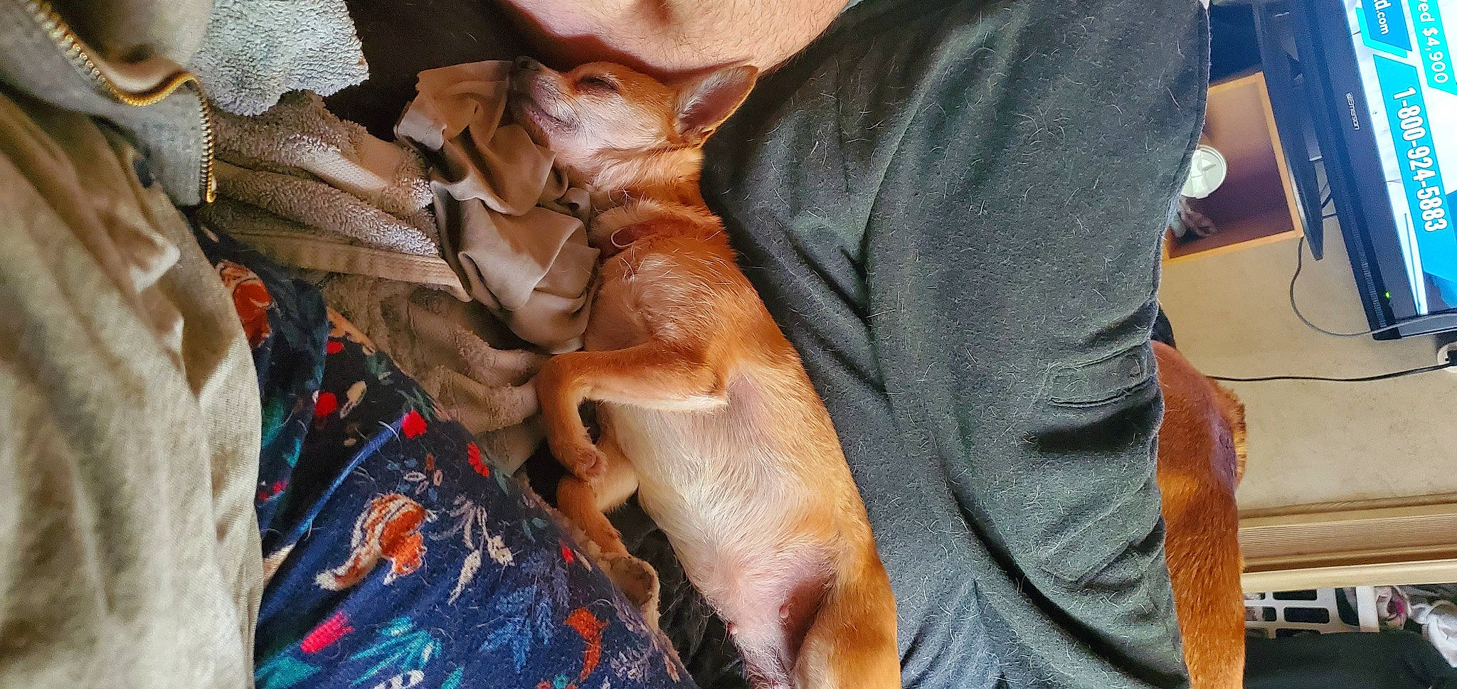 Bella is registered to the contest to win money with this photo: canidae, carnivore, comfort, companion_dog, dog, dog_breed, fawn, felidae, foot, fur, guard_dog, human_leg, knee, linens, orange, paw, sporting_group, toy_dog, whiskers, wood