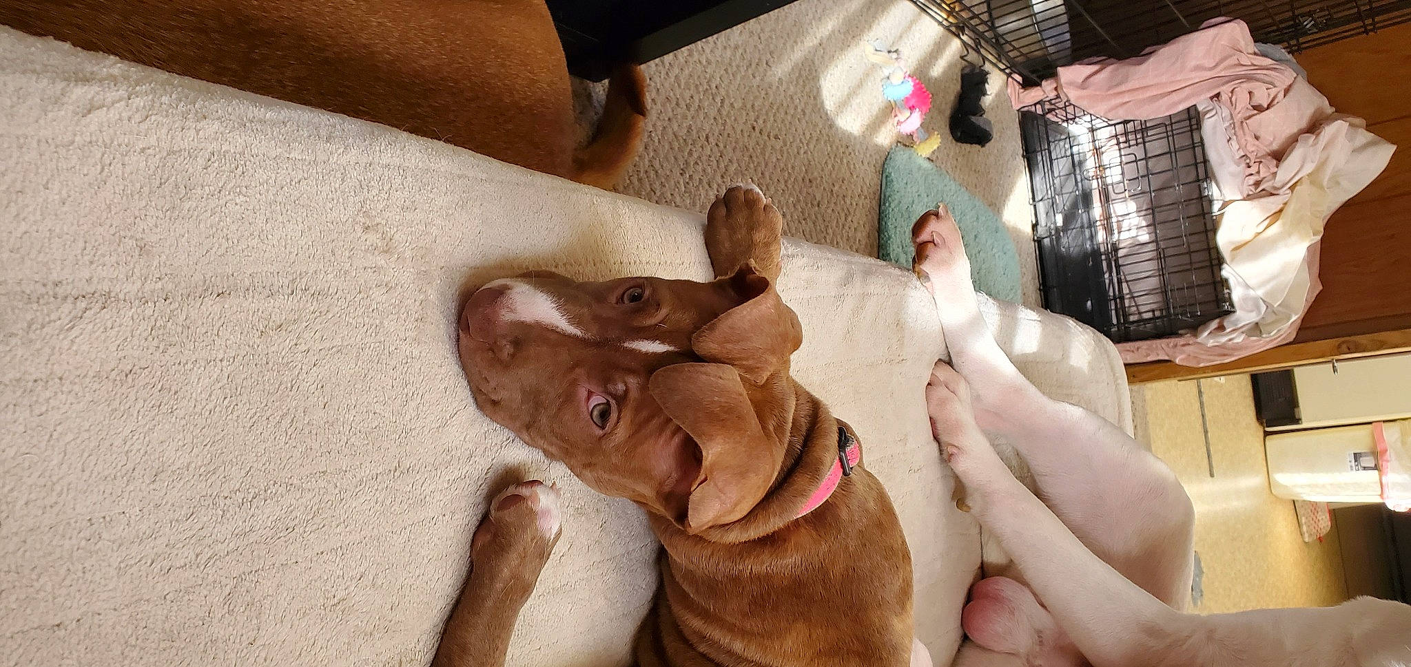 Lila Mae joined the competition — help win amazing prizes! carnivore, chest, comfort, companion_dog, dog, dog_breed, fawn, finger, foot, gesture, human_leg, jaw, knee, liver, nail, snout, thigh, trunk, working_animal, wrist