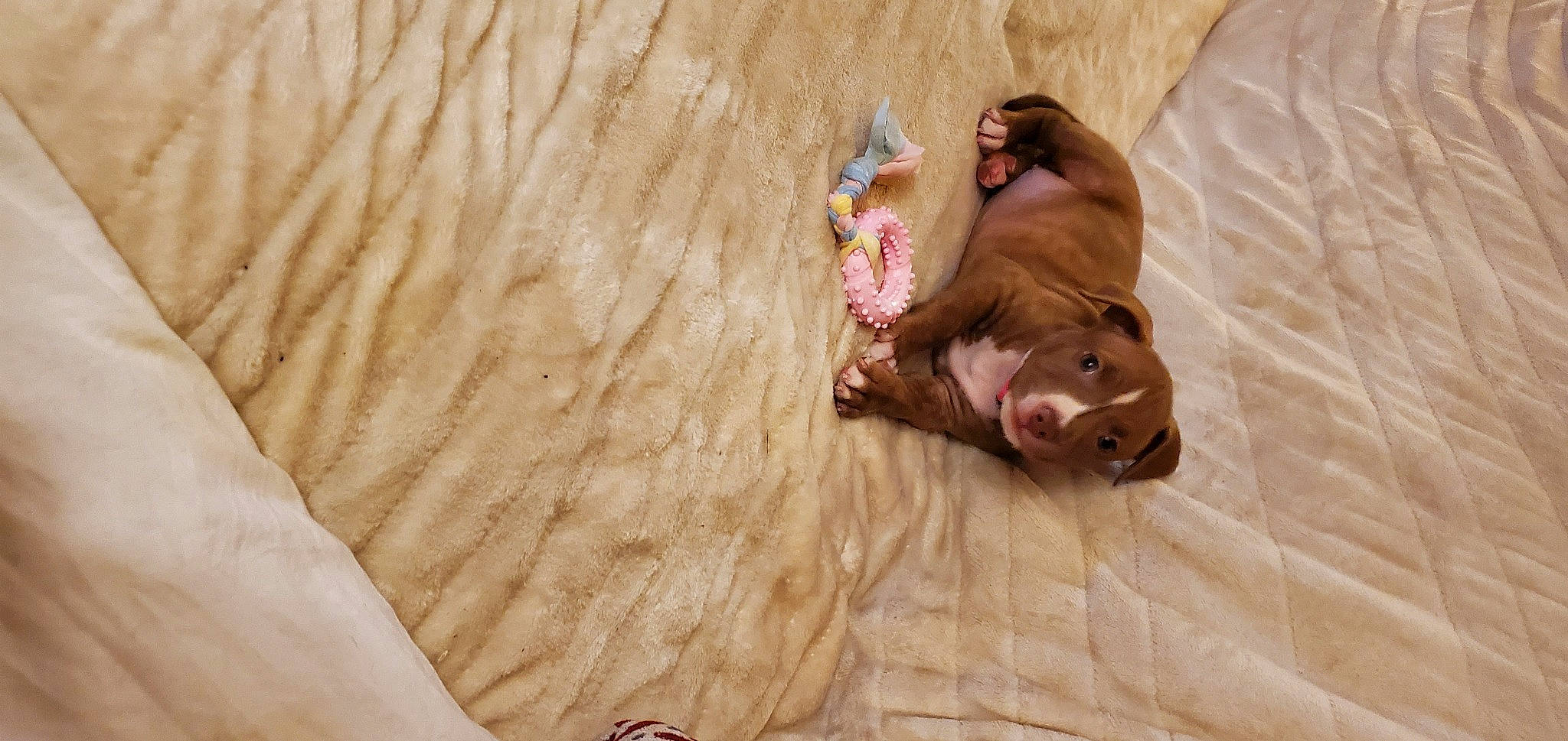 Lila Mae joined the competition — help win amazing prizes! bed, bed_sheet, bedding, canidae, comfort, companion_dog, dog_breed, eye, fawn, flooring, fur, hardwood, linens, liver, petal, snout, sporting_group, toy, wood, working_animal