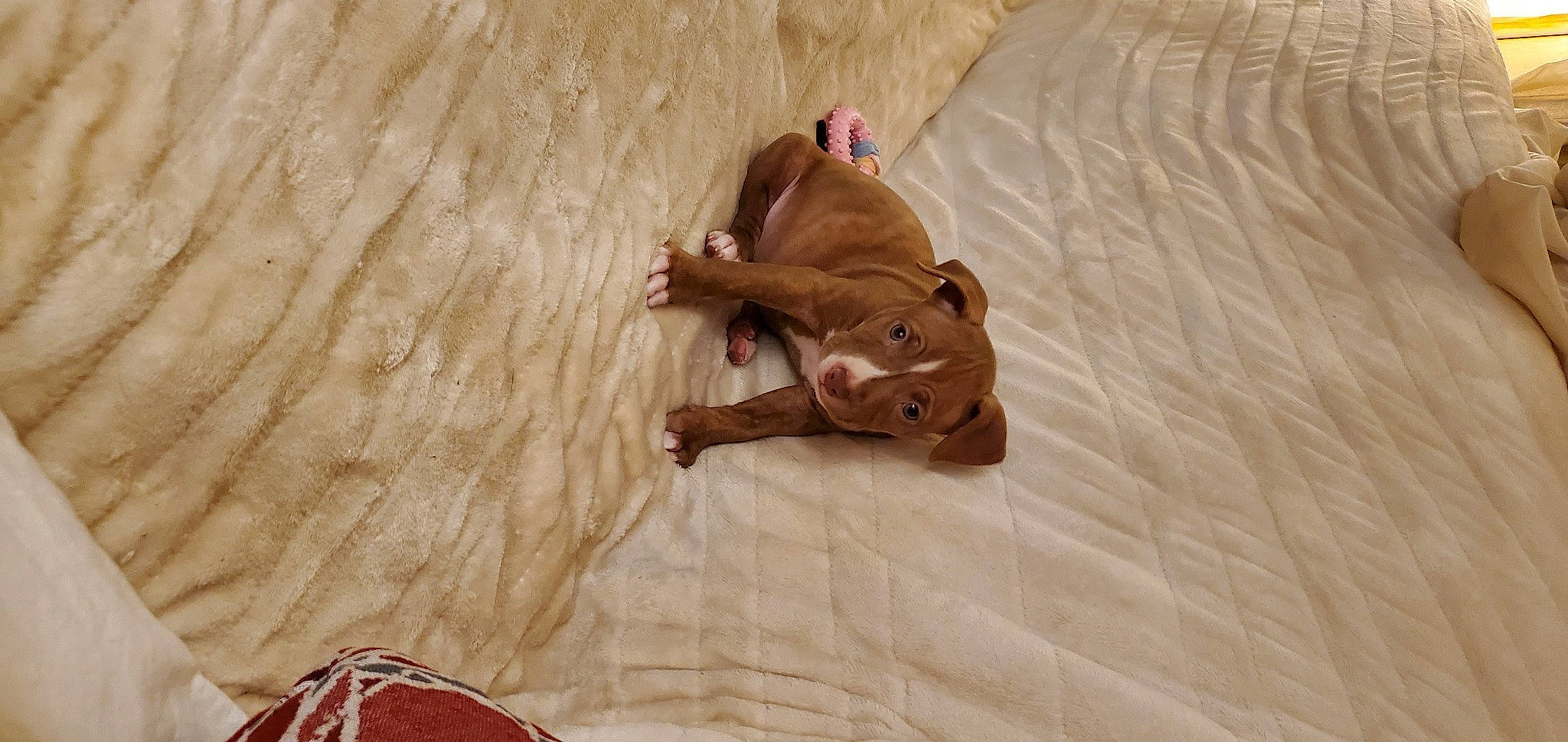 Lila Mae is registered to the contest to win money with this photo: art, canidae, carmine, comfort, fawn, floor, flooring, hardwood, linens, pattern, plywood, room, tail, terrestrial_animal, toy, visual_arts, wood, wood_flooring, wood_stain, working_animal