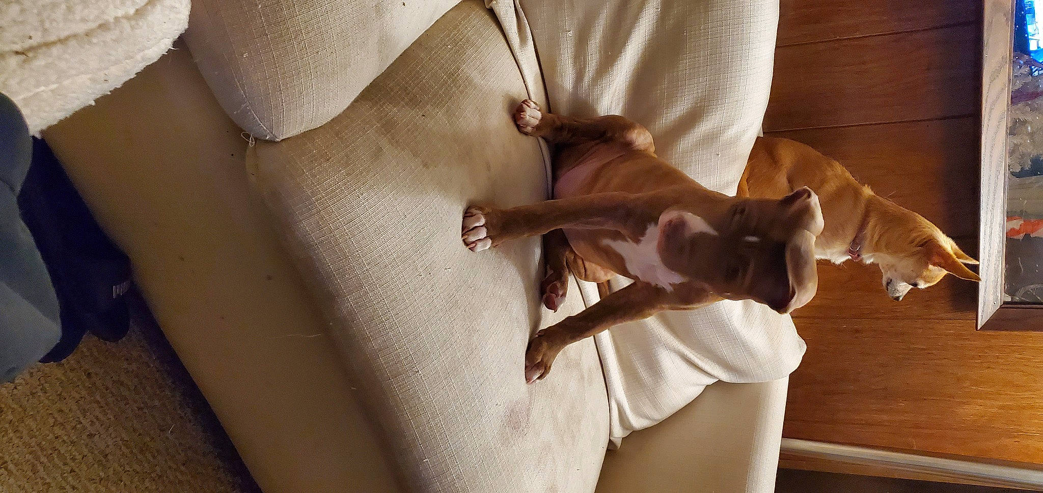 Lila Mae joined the competition — help win amazing prizes! carnivore, comfort, companion_dog, dog, dog_breed, fashion_accessory, fawn, felidae, flooring, hardwood, human_leg, knee, linens, peach, room, small_to_medium_sized_cats, tail, thigh, window, wood