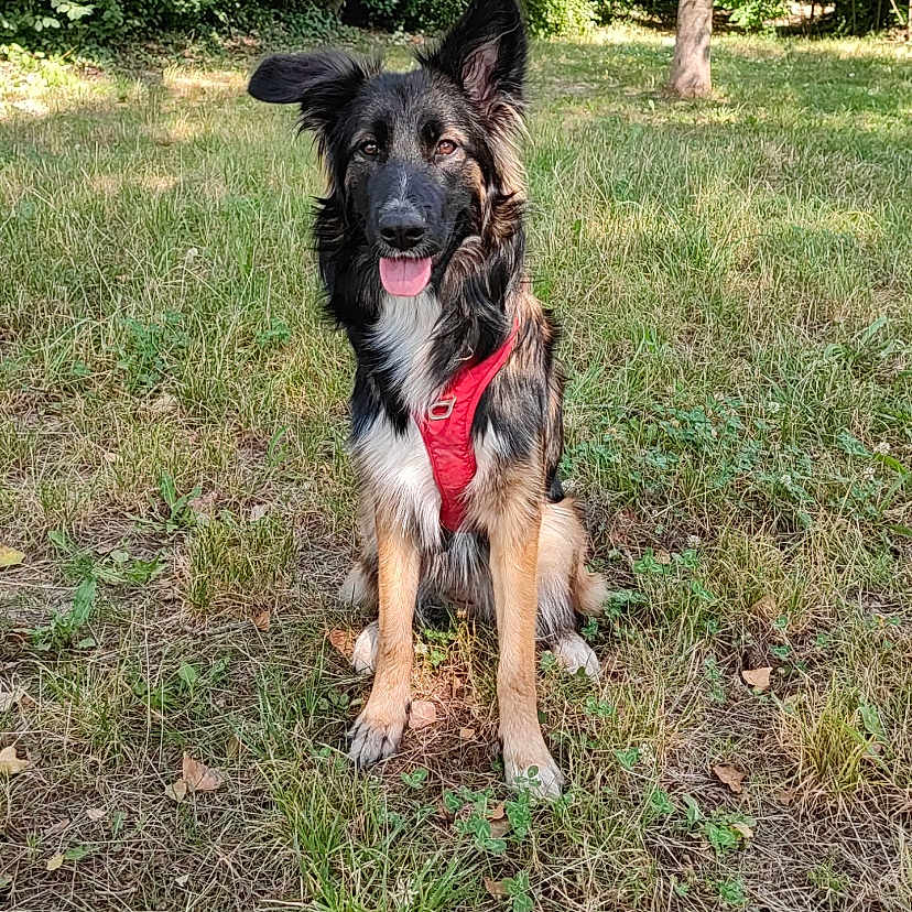 Sunshine participe au concours pour gagner de l'argent avec cette photo : accessories, animal, canine, dog, field, germanshepherd, grass, grassland, grove, land, nature, outdoors, park, pet, plant, puppy, tree, vegetation, woodland, yard