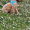 Milo a rejoint le concours — aidez-le/la à gagner de superbes lots ! animal, blue_harness, canine, curly_fur, cute, daylight, dog, field, flowers, fluffy, grass, greenery, leash, nature, outdoor, park, pet, sitting, small_dog, spring