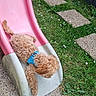 Milo participe au concours pour gagner de l'argent avec cette photo : animal, blue_harness, curly_fur, cute, daytime, dog, fun, garden, grass, greenery, nature, outdoor, pet, pink_slide, playful, puppy, slide, small_dog, stone_tiles, summer