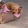 animal, blanket, brown_dog, companion, cozy, curly_fur, cute, dog, dog_bed, floor, fur, home, indoor, laying_down, pet, pink_blanket, relaxed, resting, sleepy, tiled_floor