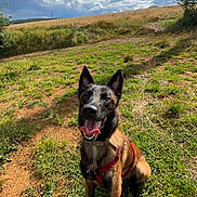 Togo a rejoint le concours — aidez-le/la à gagner de superbes lots ! animal, black, brown, canine, clouds, daytime, dog, ears_up, field, grass, happy, harness, leash, nature, outdoor, pet, sitting, sky, sunny, tongue_out