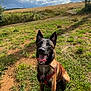 animal, black, brown, canine, clouds, daytime, dog, ears_up, field, grass, happy, harness, leash, nature, outdoor, pet, sitting, sky, sunny, tongue_out