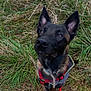 Togo a rejoint le concours — aidez-le/la à gagner de superbes lots ! alert, animal, black, brown, canine, closeup, daylight, dog, ears, field, fur, grass, harness, leash, looking_up, nature, outdoor, pet, portrait, sitting