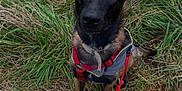 Togo a rejoint le concours — aidez-le/la à gagner de superbes lots ! alert, animal, black, brown, canine, dog, ears, field, footwear, grass, harness, leash, looking_up, muzzle, nature, outdoor, pet, shoe, sitting, walking
