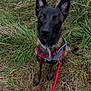 alert, animal, black, brown, canine, dog, ears, field, footwear, grass, harness, leash, looking_up, muzzle, nature, outdoor, pet, shoe, sitting, walking