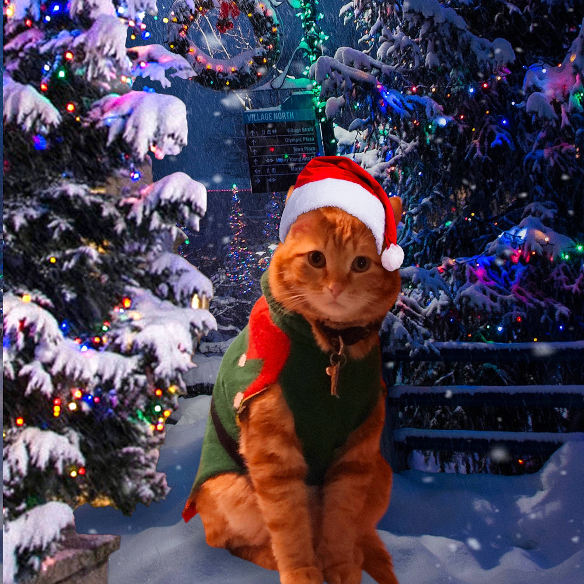Demon joined the competition — help win amazing prizes! accessories, animal, canine, cat, christmas, christmasdecorations, christmastree, dog, face, festival, fir, hound, lighting, nature, outdoors, pet, plant, snow, tree, winter