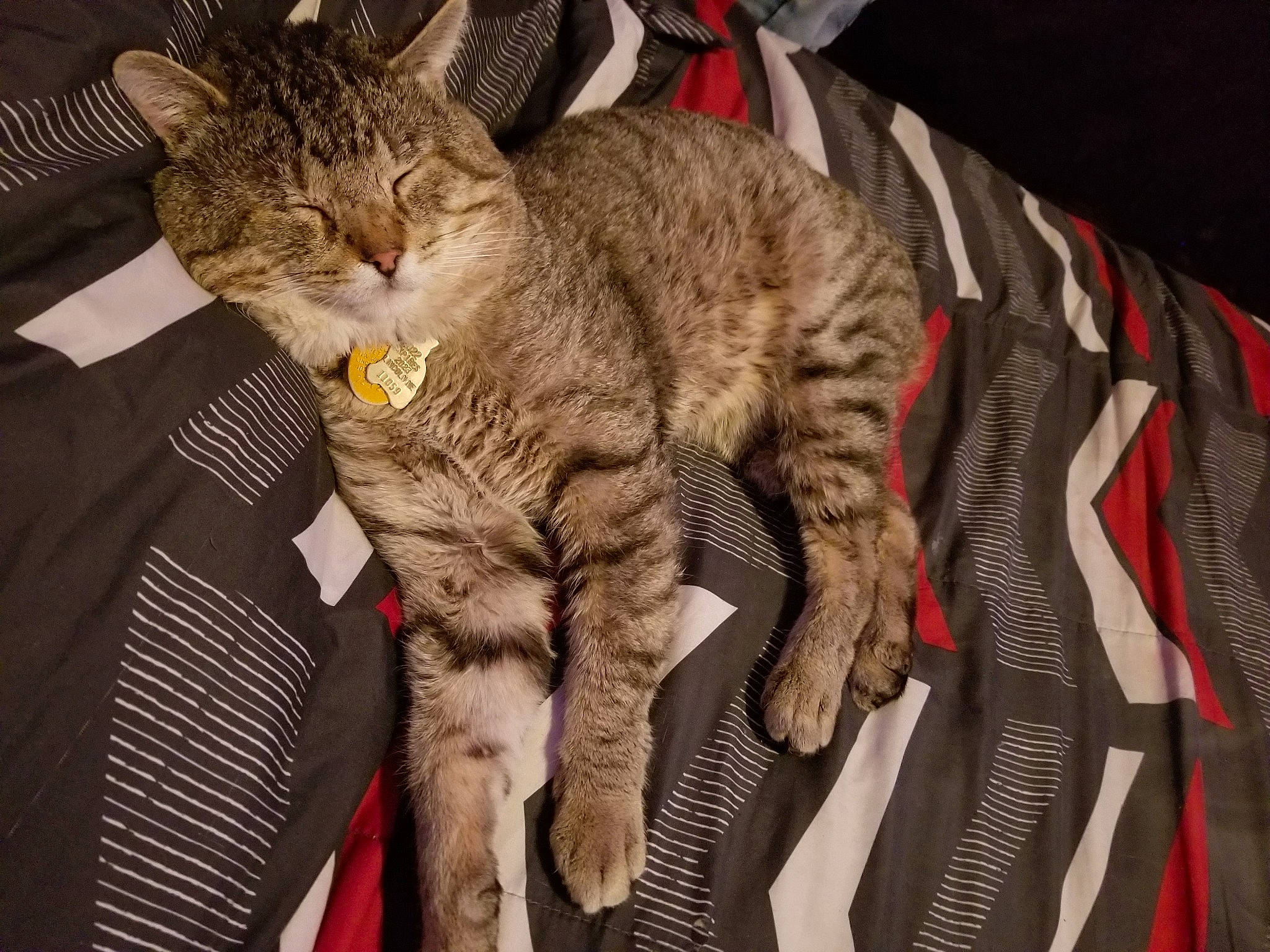 Toni joined the competition — help win amazing prizes! carnivore, cat, claw, comfort, domestic_short_haired_cat, fawn, felidae, fur, lap, paw, small_to_medium_sized_cats, snout, tail, terrestrial_animal, whiskers