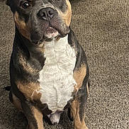 Paper Route is registered to the contest to win money with this photo: dog, canine, pet, indoor, carpet, brown, black, white, ears, sitting, muscular, portrait, animal, fur, paw, cute, domestic, companion, looking, ears_cropped