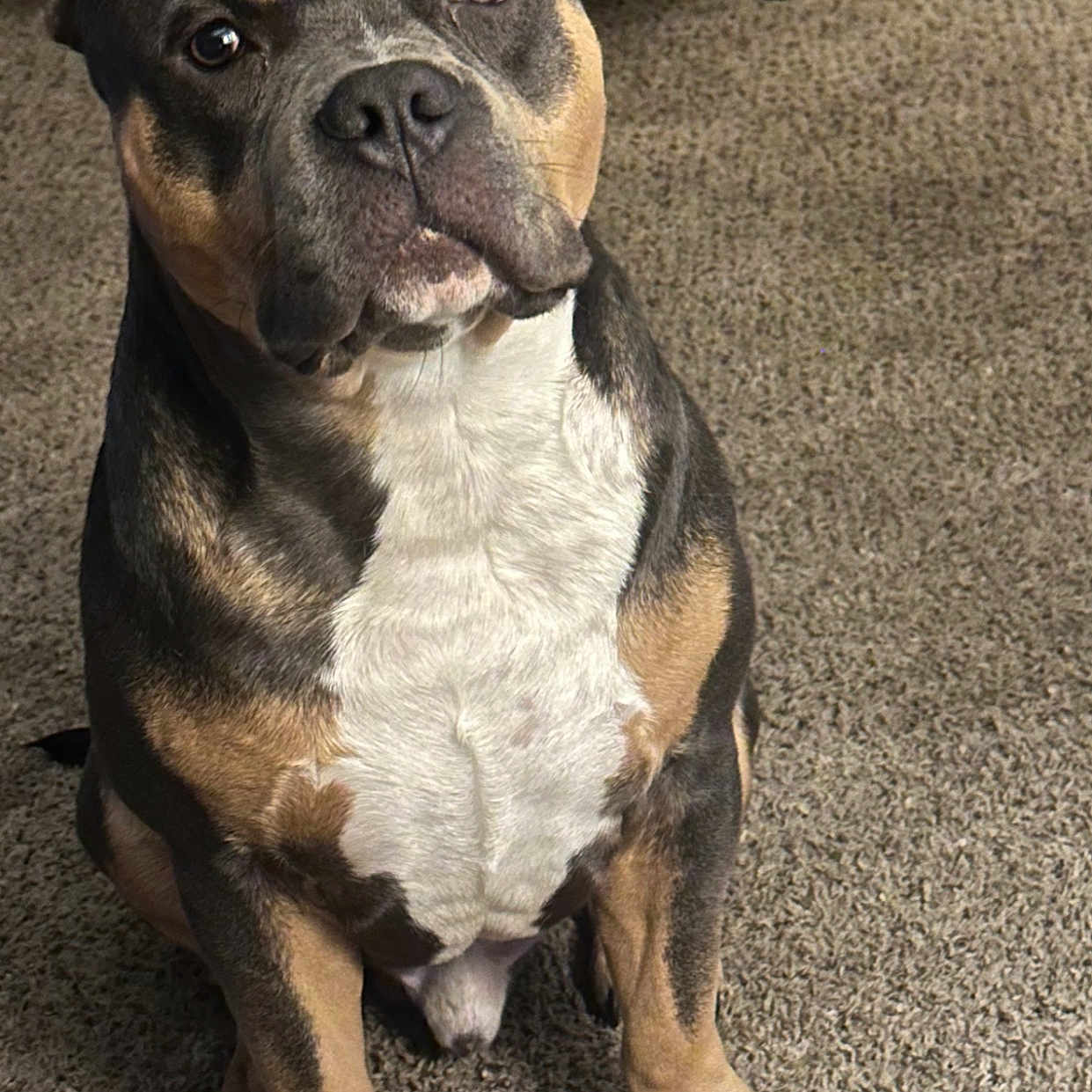 Paper Route is registered to the contest to win money with this photo: animal, black, brown, canine, carpet, companion, cute, dog, domestic, ears, ears_cropped, fur, indoor, looking, muscular, paw, pet, portrait, sitting, white