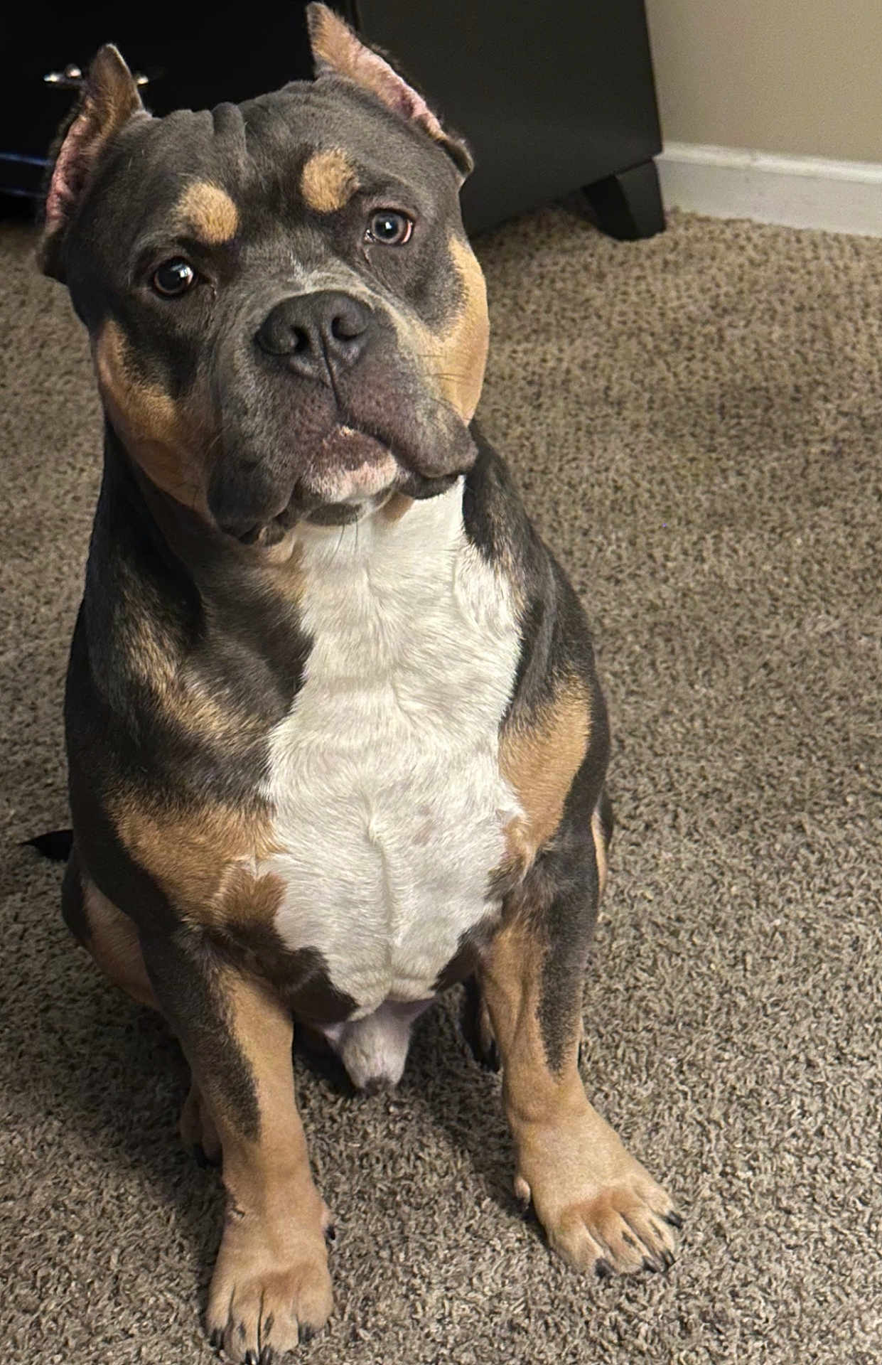 Paper Route is registered to the contest to win money with this photo: dog, canine, pet, indoor, carpet, brown, black, white, ears, sitting, muscular, portrait, animal, fur, paw, cute, domestic, companion, looking, ears_cropped