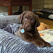 Hank joined the competition — help win amazing prizes! puppy, dog, chocolate_lab, brown_fur, floppy_ears, blue_eyes, pet, animal, portrait, lying_down, front_paws, blanket, cozy, indoors, kennel, crate, furniture, pillow, dog_tag, cute