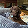 Hank