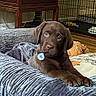 puppy, dog, chocolate_lab, brown_fur, floppy_ears, blue_eyes, pet, animal, portrait, lying_down, front_paws, blanket, cozy, indoors, kennel, crate, furniture, pillow, dog_tag, cute