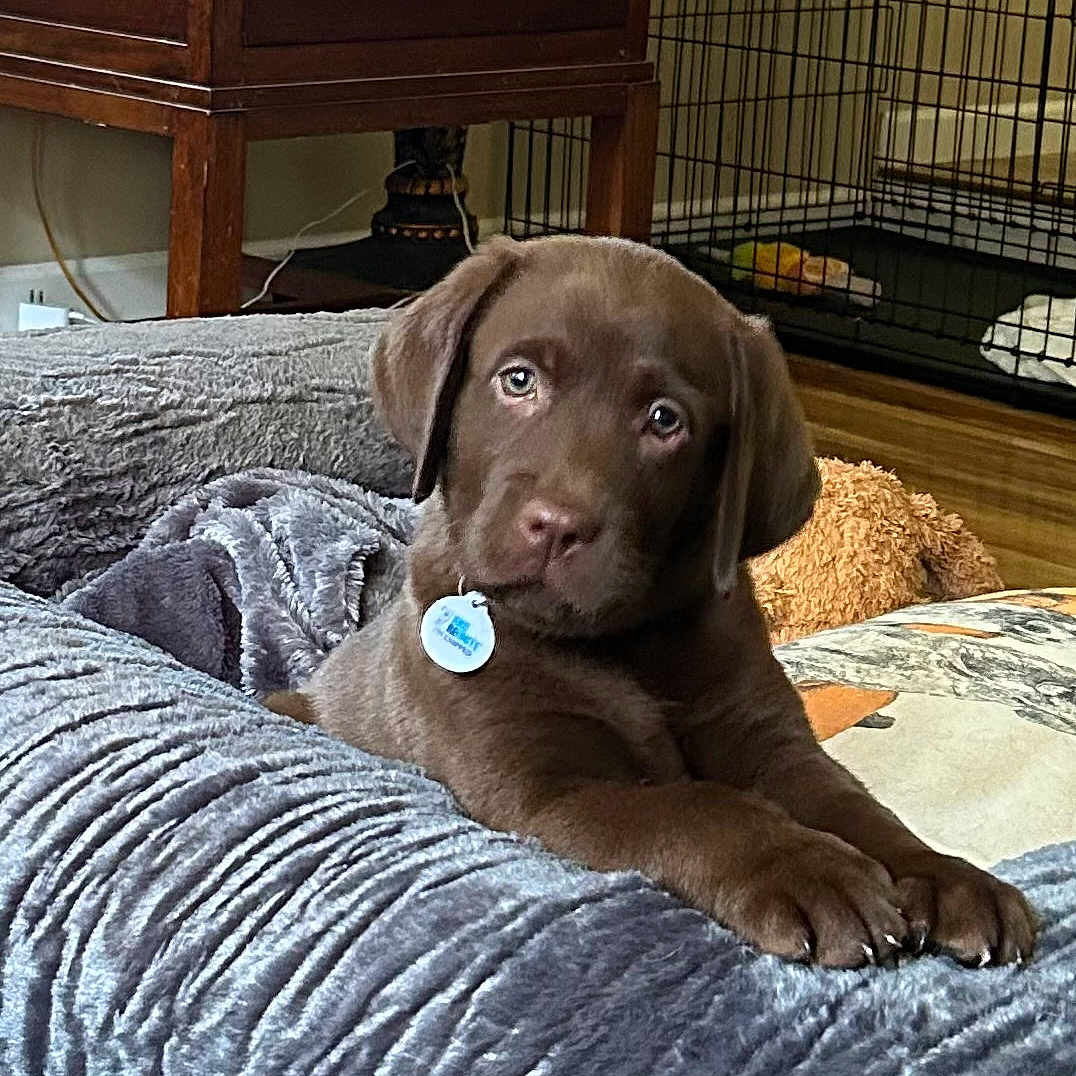 Hank