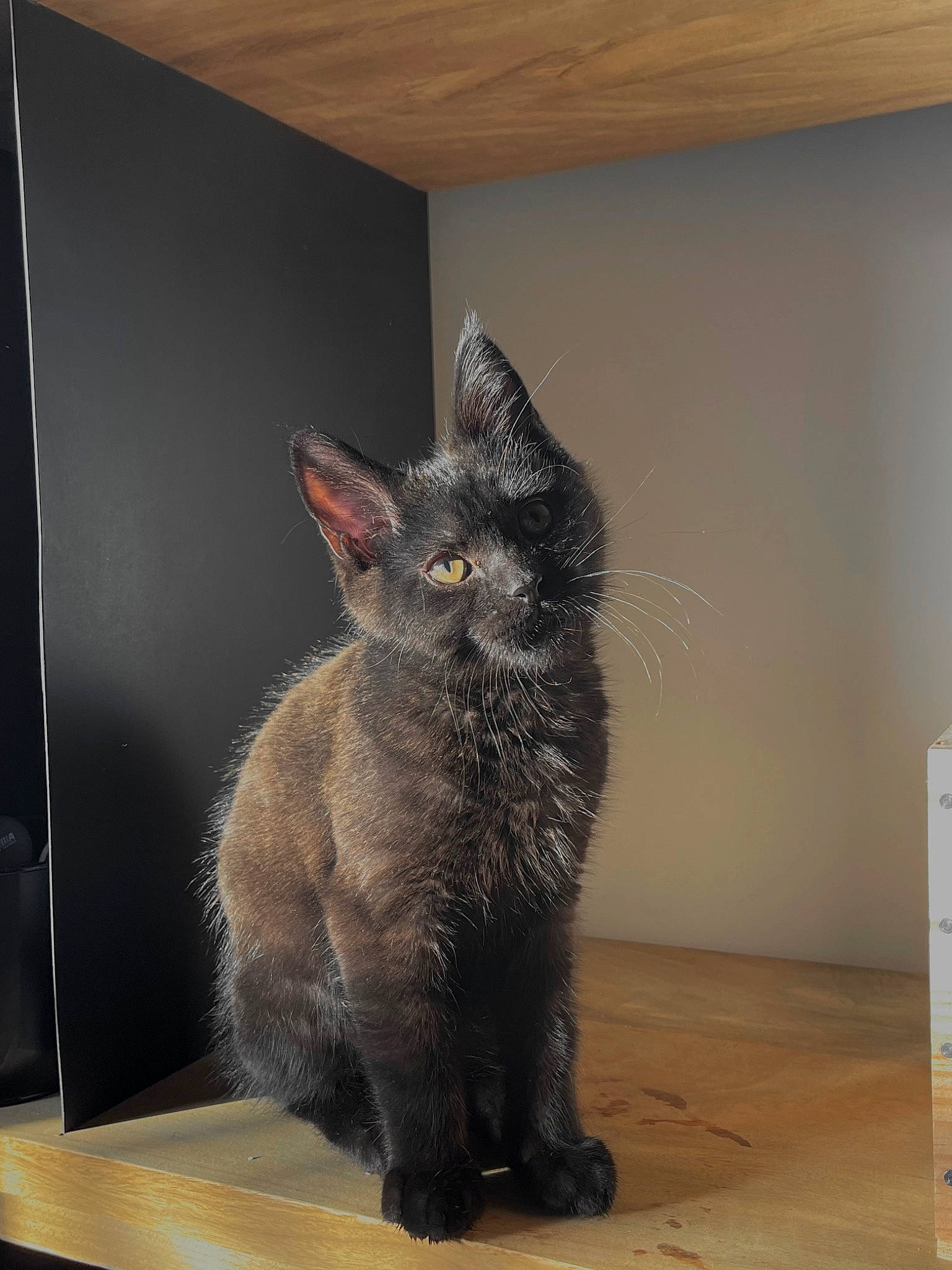 Ekko participe au concours pour gagner de l'argent avec cette photo : black_cat, carnivore, cat, claw, domestic_short_haired_cat, felidae, flooring, fur, grey, hardwood, paw, room, small_to_medium_sized_cats, snout, table, tail, terrestrial_animal, whiskers, window, wood