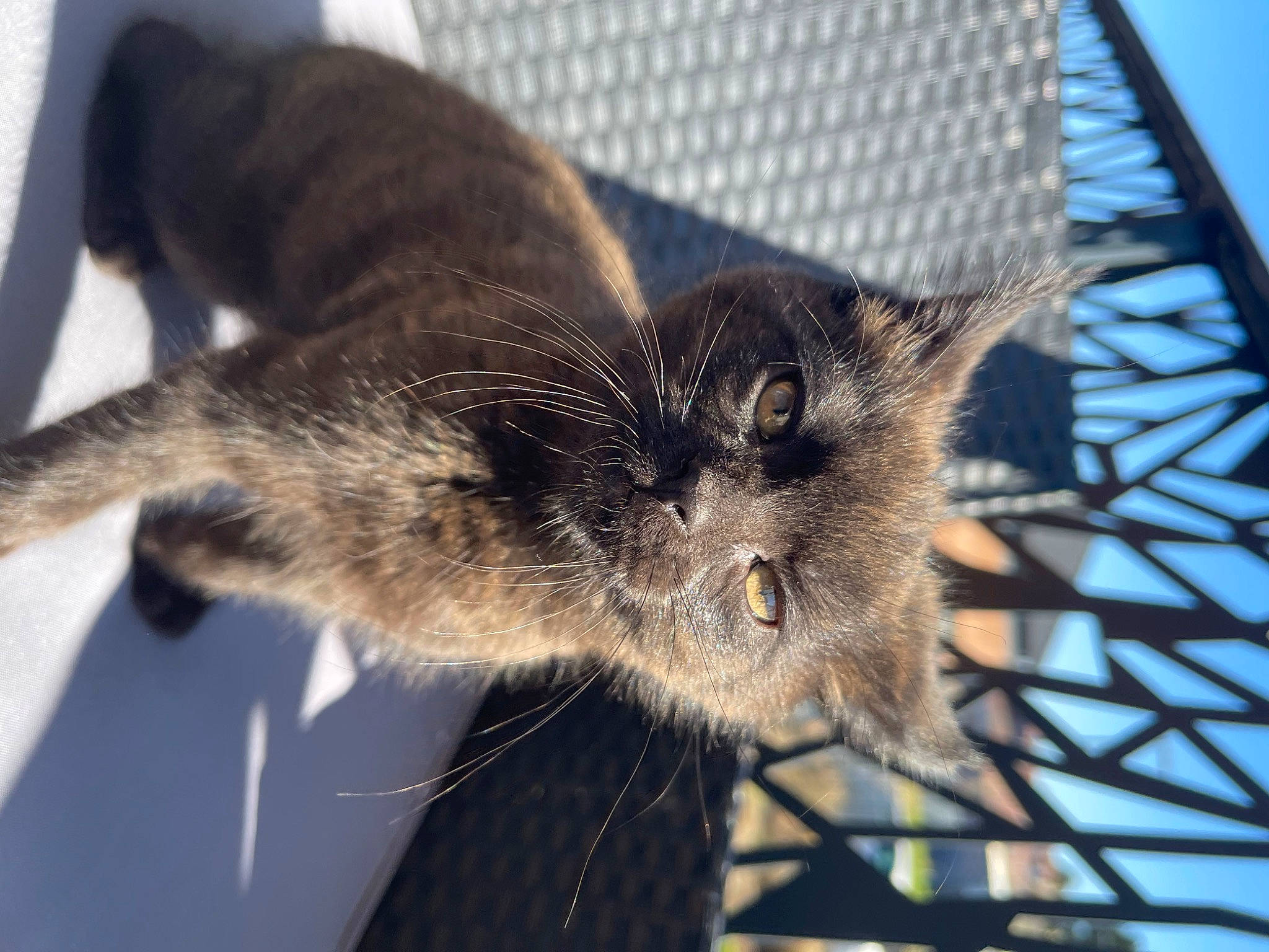 Ekko participe au concours pour gagner de l'argent avec cette photo : carnivore, cat, claw, comfort, domestic_short_haired_cat, felidae, fur, mesh, metal, paw, small_to_medium_sized_cats, snout, tail, terrestrial_animal, whiskers, wildlife, window