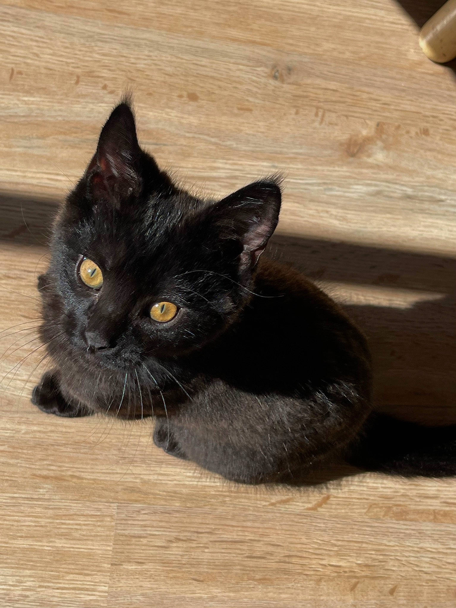 Ekko a rejoint le concours — aidez-le/la à gagner de superbes lots ! black_cat, bombay, carnivore, cat, claw, domestic_short_haired_cat, felidae, flooring, fur, hardwood, paw, small_to_medium_sized_cats, snout, tail, terrestrial_animal, whiskers, window, wood