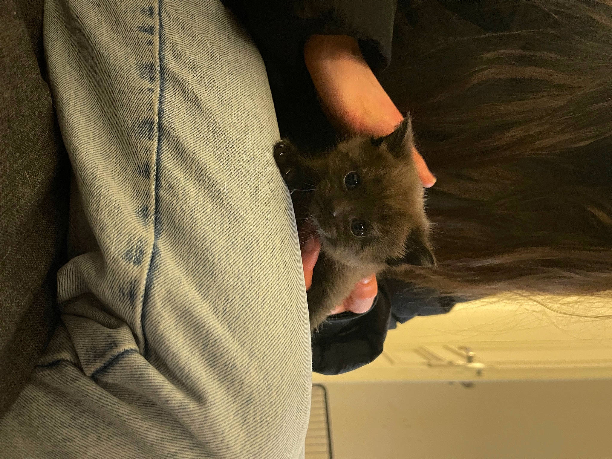 Ekko participe au concours pour gagner de l'argent avec cette photo : bat, claw, collar, comfort, dress_shirt, ear, fawn, felidae, fur, gesture, muroidea, pocket, rodent, sleeve, small_to_medium_sized_cats, snout, whiskers, wood