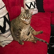 Kitkat Elghannam is registered to the contest to win money with this photo: cat, tabby_cat, red_couch, pillow, indoor, pet, feline, striped, sitting, relaxed, curious, animal, fur, whiskers, ears, tail, home, furniture, cozy, living_room