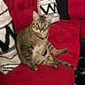 cat, tabby_cat, red_couch, pillow, indoor, pet, feline, striped, sitting, relaxed, curious, animal, fur, whiskers, ears, tail, home, furniture, cozy, living_room