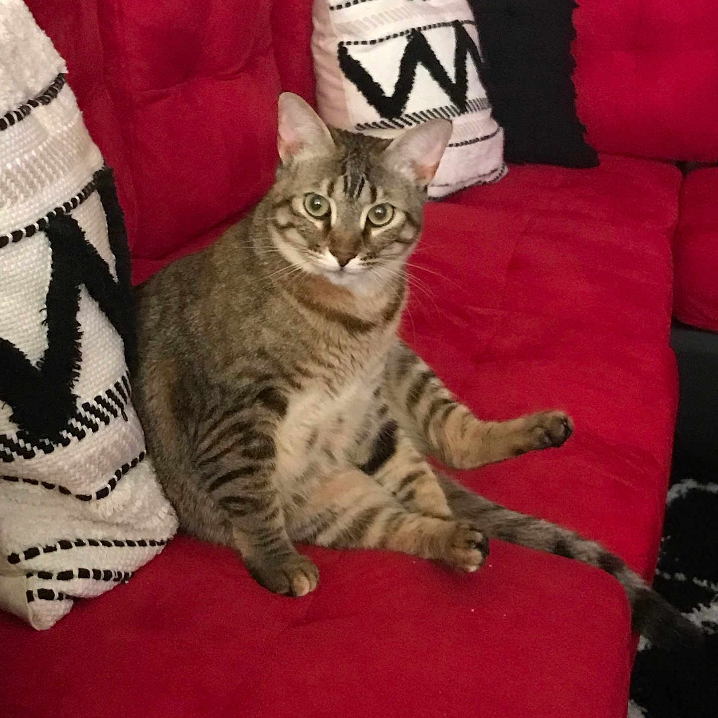 Kitkat Elghannam is registered to the contest to win money with this photo: cat, tabby_cat, red_couch, pillow, indoor, pet, feline, striped, sitting, relaxed, curious, animal, fur, whiskers, ears, tail, home, furniture, cozy, living_room