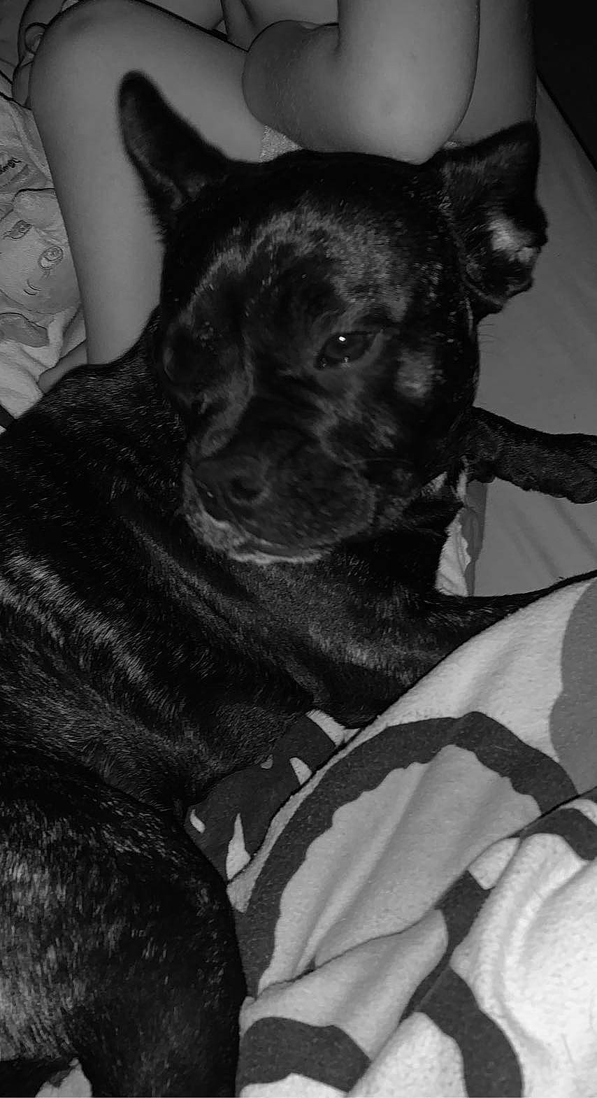 Baghera a rejoint le concours — aidez-le/la à gagner de superbes lots ! black, canidae, carnivore, comfort, companion_dog, dog, dog_breed, ear, fawn, felidae, grey, guard_dog, monochrome, monochrome_photography, small_to_medium_sized_cats, snout, sporting_group, toy_dog, whiskers, working_animal