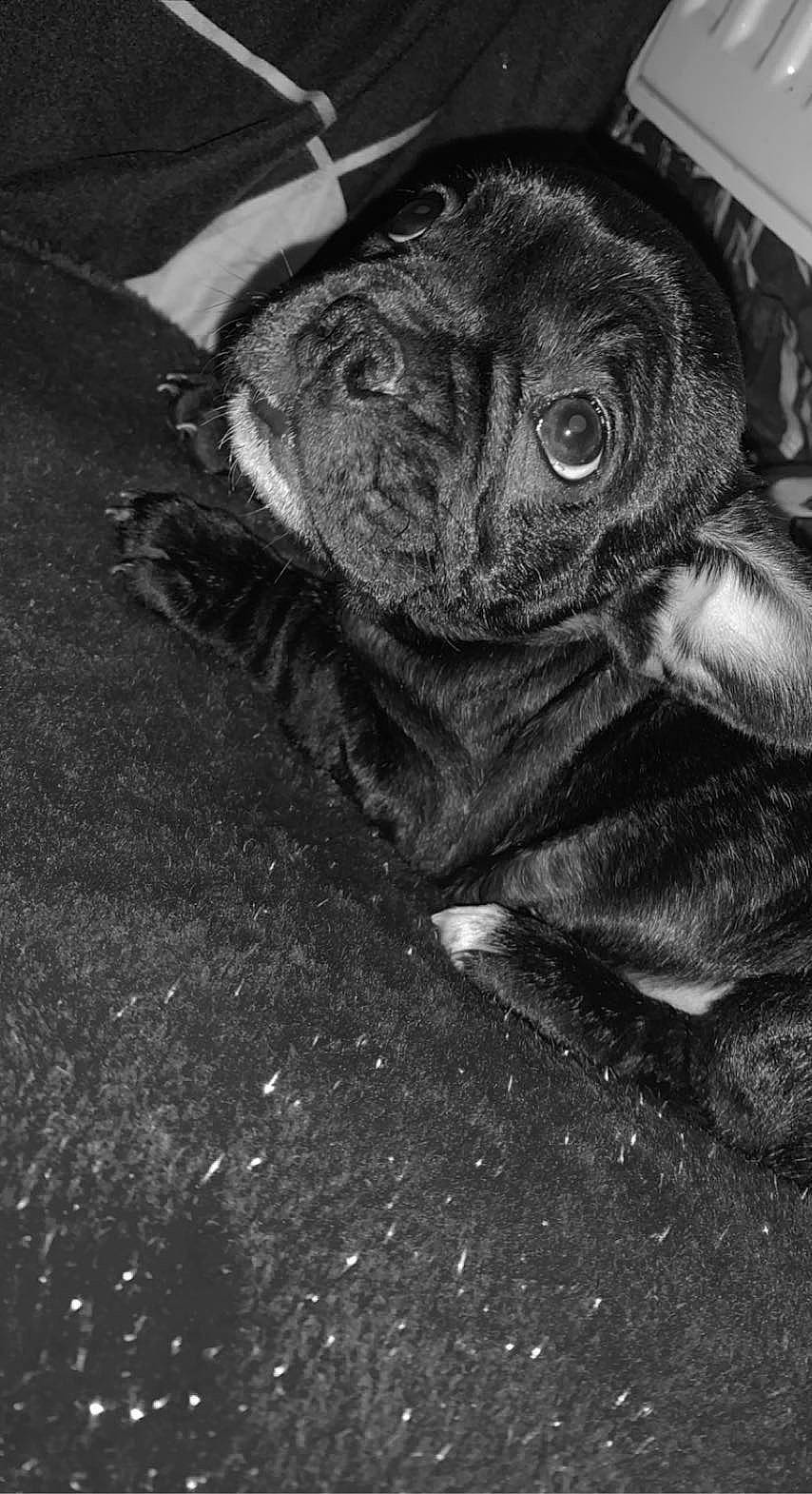 Baghera participe au concours pour gagner de l'argent avec cette photo : art, asphalt, black_and_white, canidae, darkness, dog_breed, felidae, fur, grey, monochrome, monochrome_photography, road_surface, small_to_medium_sized_cats, sporting_group, still_life_photography, style, terrestrial_animal, whiskers, working_animal, wrinkle