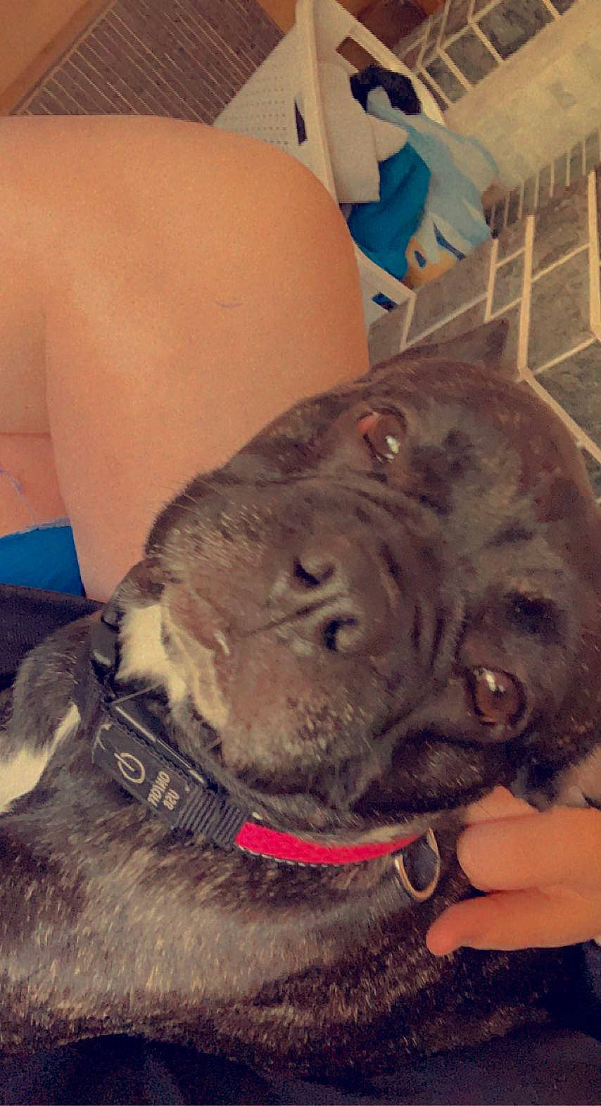 Baghera a rejoint le concours — aidez-le/la à gagner de superbes lots ! canidae, carnivore, collar, companion_dog, dog, dog_breed, dog_collar, ear, fawn, fur, giant_dog_breed, leash, liver, pet_supply, snout, sporting_group, terrestrial_animal, whiskers, working_animal, wrinkle