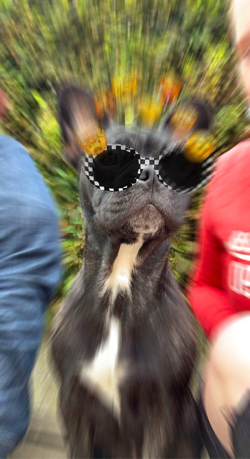 Baghera participe au concours pour gagner de l'argent avec cette photo : annual_plant, beak, companion_dog, dog_breed, event, eyewear, fashion_accessory, feather, felidae, flightless_bird, fur, grass, plant, pollen, soil, sunglasses, tail, walking, whiskers, wildlife