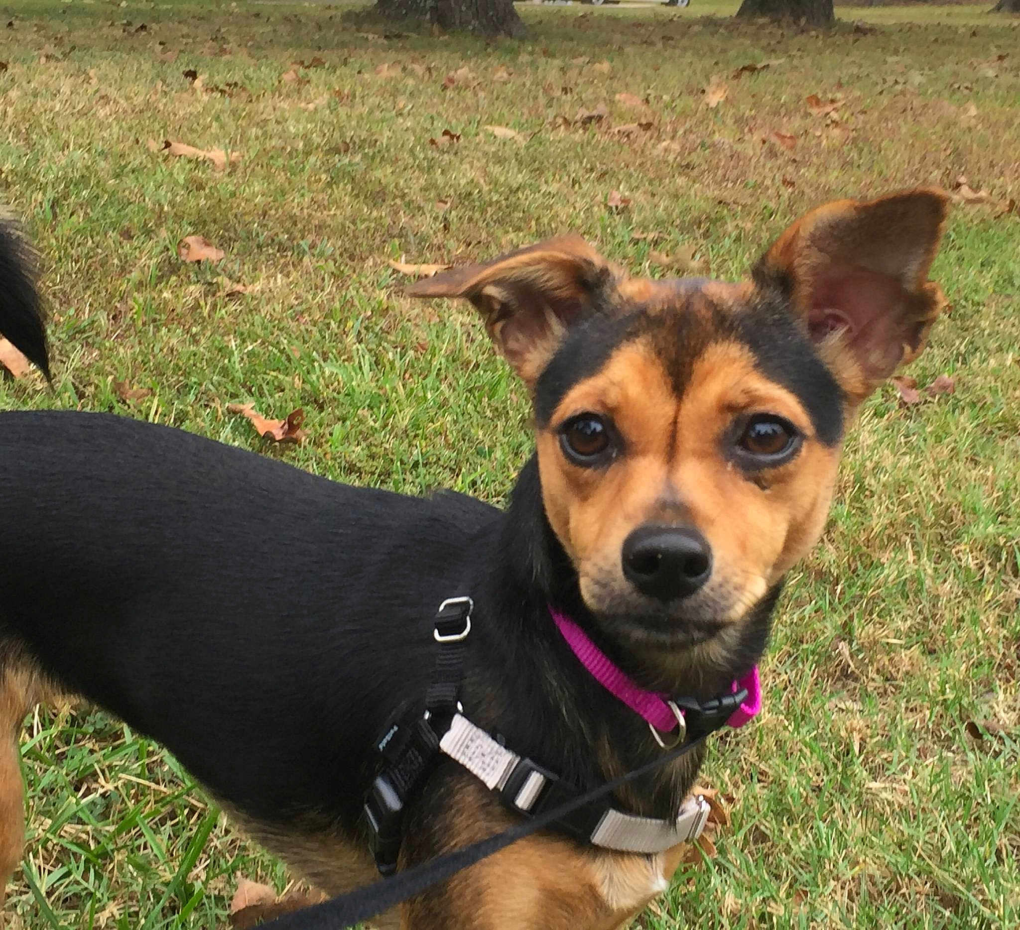 Luna joined the competition — help win amazing prizes!
