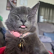 Luna is registered to the contest to win money with this photo: cat, gray_cat, blep, pink_collar, bell, pet, indoor, feline, cute, closeup, whiskers, sleepy, domestic_cat, fur, muzzle, animal, portrait, relaxed, household, companion
