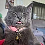 cat, gray_cat, blep, pink_collar, bell, pet, indoor, feline, cute, closeup, whiskers, sleepy, domestic_cat, fur, muzzle, animal, portrait, relaxed, household, companion