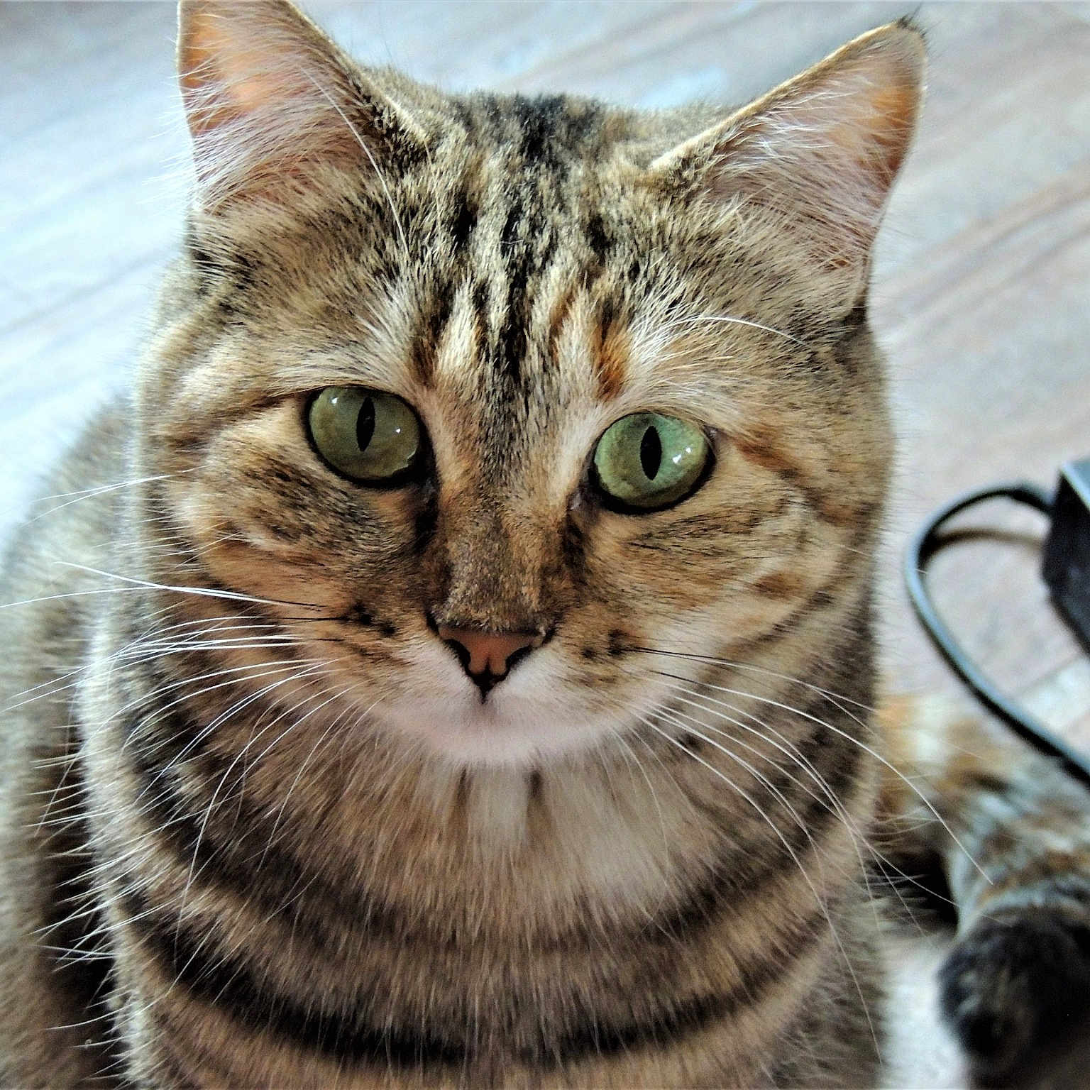 Miss Serafina Kitty