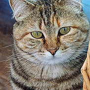 Miss Seraphina Kitty joined the competition — help win amazing prizes! cat, tabby_cat, close_up, animal, pet, green_eyes, fur, whiskers, face, portrait, feline, domestic_animal, wicker, basket, indoor, calm, cute, mammal, focus, natural_light