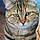 Miss Seraphina Kitty