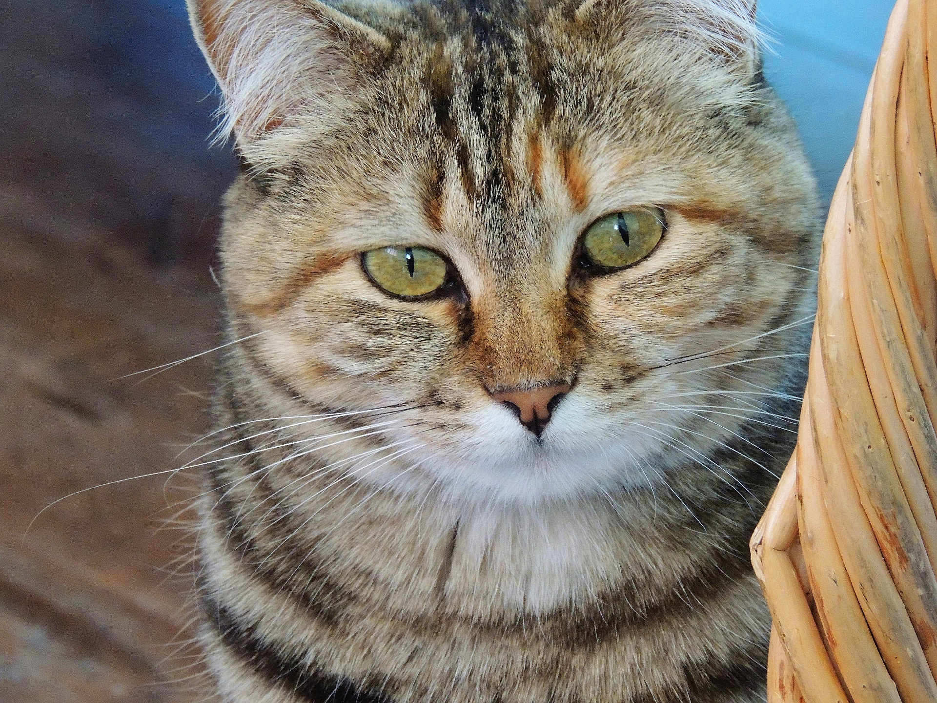 Miss Seraphina Kitty joined the competition — help win amazing prizes! cat, tabby_cat, close_up, animal, pet, green_eyes, fur, whiskers, face, portrait, feline, domestic_animal, wicker, basket, indoor, calm, cute, mammal, focus, natural_light