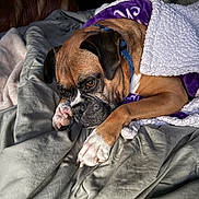 Darcy joined the competition — help win amazing prizes! animal, bed, blanket, brown, collar, comfort, cozy, cute, dog, fabric, fur, indoors, paws, pet, portrait, purple, relaxed, resting, sleepy, white