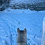 animal, back_view, blue_tint, blurred_background, canine, cold, daylight, dog, footprints, frozen, fur, harness, husky, landscape, nature, outdoor, quiet, snow, tracks, winter