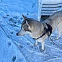 Marley participe au concours pour gagner de l'argent avec cette photo : alert, animal, calm, canine, chain, chair, cold, daylight, dog, footprints, fur, harness, husky, leash, outdoor, pet, side_view, snow, stacked_chairs, winter