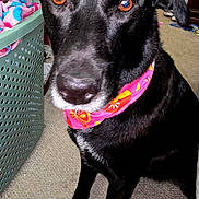 Luna Melody is registered to the contest to win money with this photo: dog, black_dog, bandana, pet, indoor, carpet, laundry_basket, towels, close_up, animal, brown_eyes, sitting, canine, domestic_animal, cute, companion, portrait, face, fur, nose